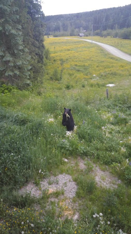 Wolfwood Guest Ranch Villa Clearwater Bagian luar foto