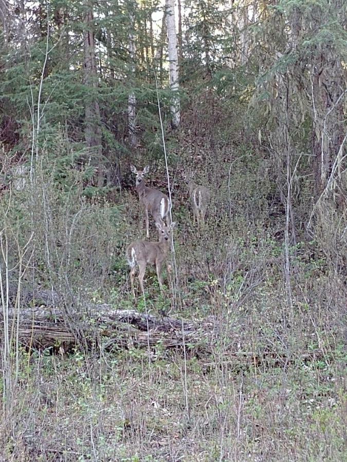 Wolfwood Guest Ranch Villa Clearwater Bagian luar foto